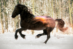 Fotografování koní