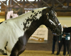 plemeník PAINT HORSE-DOUBLE HOMOZYGOT-unikát v ČR 