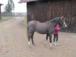 Roční hřebeček welsh pony, sekce B 