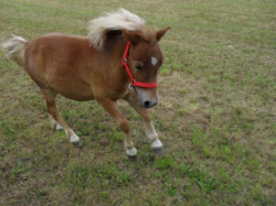 Shetland pony, 2-letý hřebeček