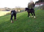 Prodám hřebečka Shire Horse