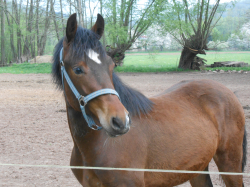 Welsh cob