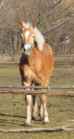 Roční hřebec HF