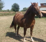 American Quarter Horse