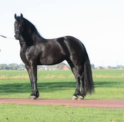 Mimořádně krásná Frisian klisna