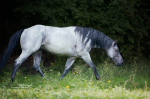 Koupím blue roan QH