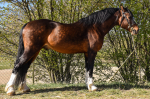  Připouštění hřebcem 2637 Trixies Prince Henry, welsh cob