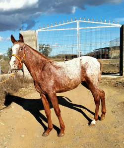 Hřebeček zbarvení Appaloosa na prodej