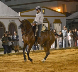 Poutavý Hispanoarab vhodný na Show a Working Equitation