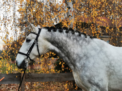 Amerigo, der wunderbare Andalusier