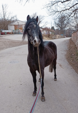Welsh pony do sportu 