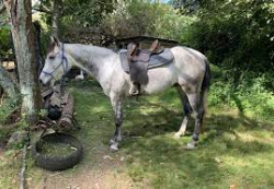 Prodám zdravého AQHA šedého valacha