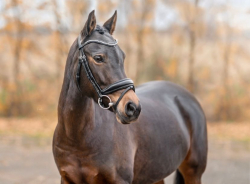 Sportovní pony B na prodej