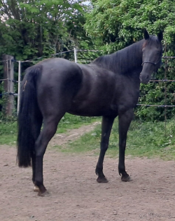 Rodinný kůň, 11 let
