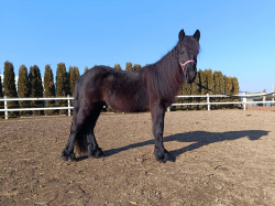Predám 2 r. žrebca Fell pony