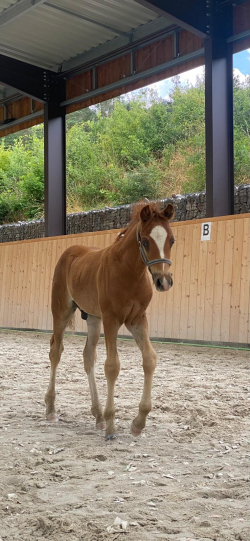 Prodám českého sportovního pony B.