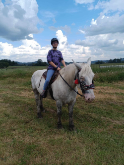 Percheron 