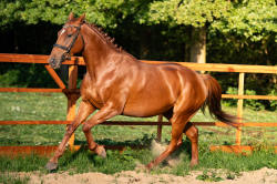 Aristo 