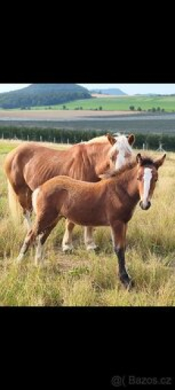 Pony B . 