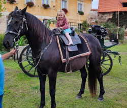 Prodám černého valacha ČT 