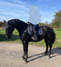 Starokladrubský valach na predaj