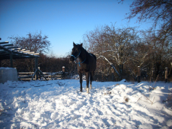 Pravidelné ježdění na koni kousek od Kobylis