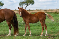 Welsh cob