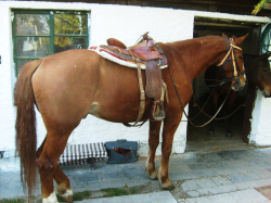 nabízím jízdu na koni